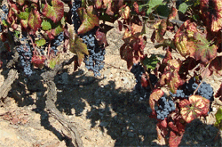 Douro: Vindimas começaram mais cedo este ano por causa do tempo quente e seco 